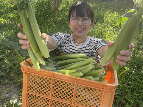 早朝採り！当日発送！皮付き髭付き新鮮ベビーコーン🌽 40本