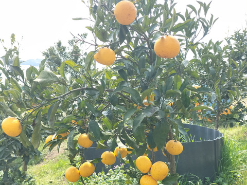 輝く黄金色「星タンゴール」(約23〜25個）