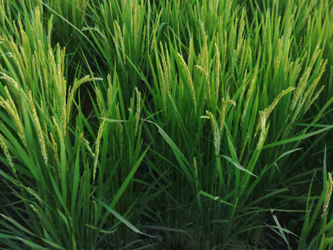 令和6年産】『キヌヒカリ』 玄米10kg：大阪府産のお米｜食べ