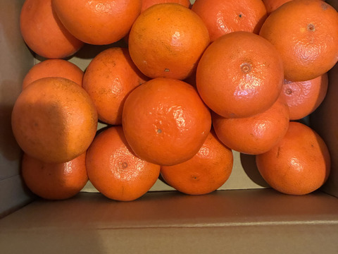 【貴重な柑橘】食後のデザートにおすすめ！みはや　約3㎏