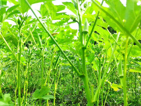 柔らかくネバネバ丸オクラ 800g 【板ずり不要】