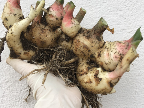 ジンジャーシロップに！温活に！旨さ引き立つピリ辛！新生姜（約1kg）