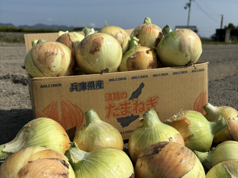 淡路島完熟玉ねぎ 中生10kg