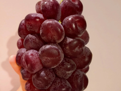 9月26日頃より！超希少新品種　富士の輝き　1房700g以上　通称ブラックシャインマスカット！