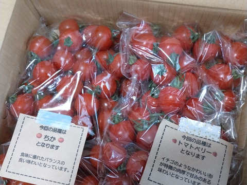 【食べ比べ 】食卓に笑顔を　ハートの様な形のトマトベリー＆ミニトマトのセット 1.5kg【千葉県旭市産】【トマト食べ比べ】