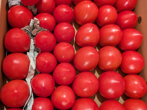 [自然栽培][リピーター多数]甘い中玉トマト：メニーナ3.5kg