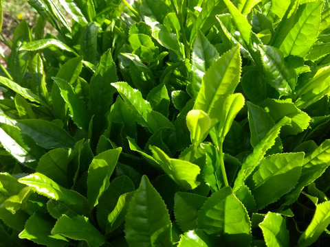 【令和4年5月2日より収穫！】スズキねこ農園の手摘み新茶 100g