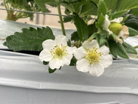 濃厚な甘み　古都華　二箱セット　4パック　奈良県　西吉野　橋本農園　いちご