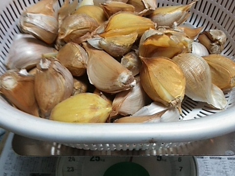 にんにく 皮やぶれ＆バラ粒ふぞろい *1kg