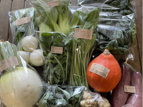 【贈り物にも！】彩り豊かな野菜の秋冬野菜10種類前後/めずらしい野菜も入ってるかも？【農薬・化学肥料不使用】