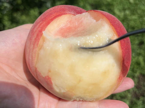 《予約商品》８月上旬～ 桃 あかつき 5キロ箱 13～18玉