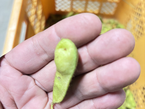 丹波篠山の黒枝豆 1kg 訳あり 限定｜秋のごほうび便