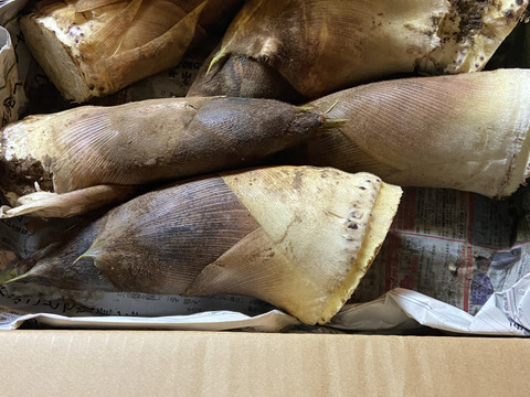 自然栽培】 谷定孟宗（タケノコ）3kg：山形県産の孟宗竹｜食べチョク
