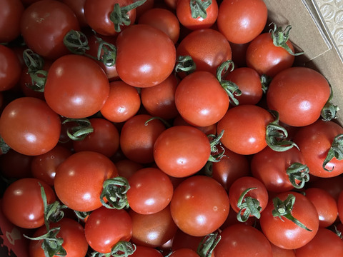 【特別栽培農産物の取得】ソムリエミニトマト　プラチナ　１.５kg（７５玉～９０玉）