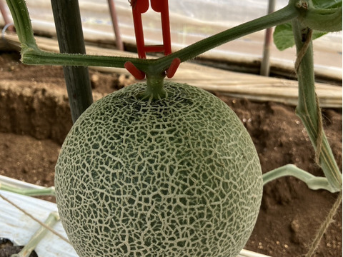 【茨城県 旭村産】 アールスメロン【2玉】