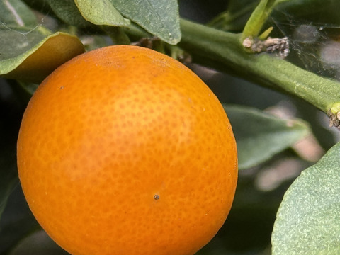 キンカン（金柑）1キロ