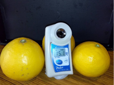 【完熟！季節の柑橘】ニューサマーオレンジ（日向夏）LLサイズ・4kg