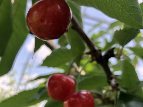 【受取日指定可】最高のバランスのさくらんぼ『紅秀峰』秀２L  1㎏ バラ（500g×2P）