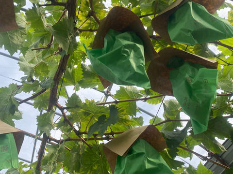 【数量限定】むぎゅっと濃い果汁！シャインマスカット２房(本州限定）