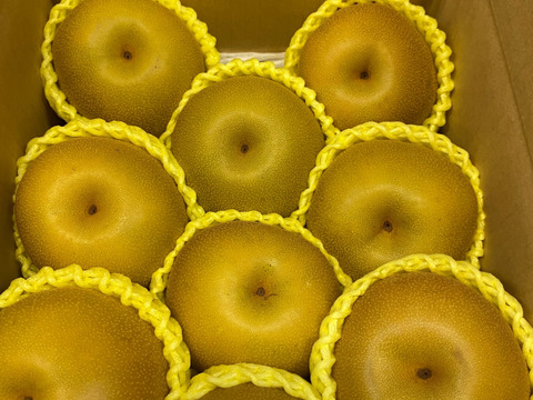 樹上完熟！山形県産和梨 幸水【3キロ】