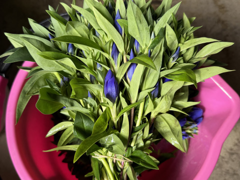 りんどう紫　短い100本　クール便