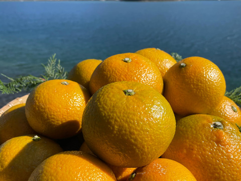 ポンカン&スイートスプリング　栽培期間中農薬不使用 柑橘セット　箱込み4kg　【柑橘食べ比べ】