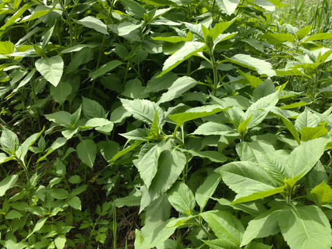 【単品☆メール便用】菊芋の葉🌿キクイモの葉🌿30枚🌿糖質を包み込む成分の水溶性植物繊維「イヌリン」🌿おひたしや菊芋茶などに🌿🏣翌日配送のレターパックライト