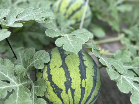 シャリ感抜群！スイカの王道『祭りばやし』（1玉：約4人分）【数量限定のため6月5日まで出荷】
