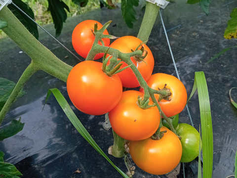 【βカロテンたっぷり】新品種中玉トマト500g