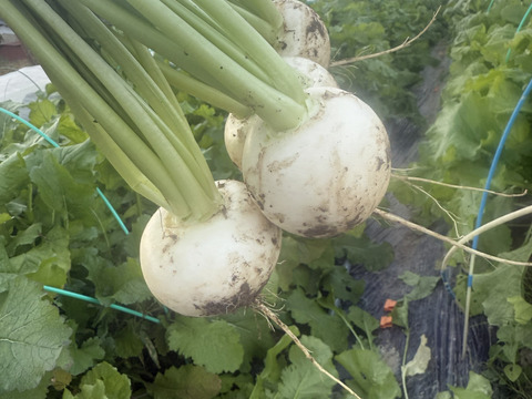 （農薬・化学肥料不使用）【１～２人分（５～６品目）】お任せ旬の野菜セット