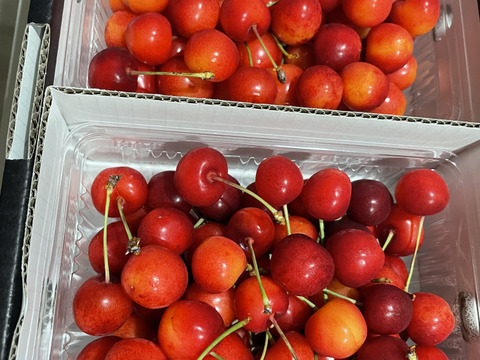 【 さくらんぼ:紅秀峰 】 山形県天童産   1kgバラ詰め【 最終2日間限定10箱🍒 】御中元•ご家庭用【 朝どれ 】