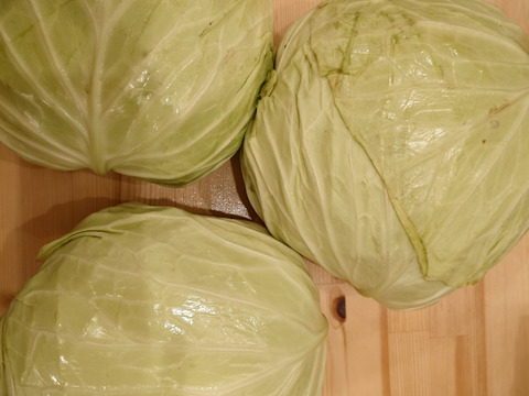甘い！雪下キャベツ　5ｋｇ（2-4玉）