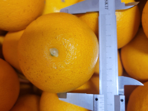 【福袋】和歌山県産【特別栽培】【極ウマ糖度13.2度】　八朔(箱込み10kg)Sサイズ