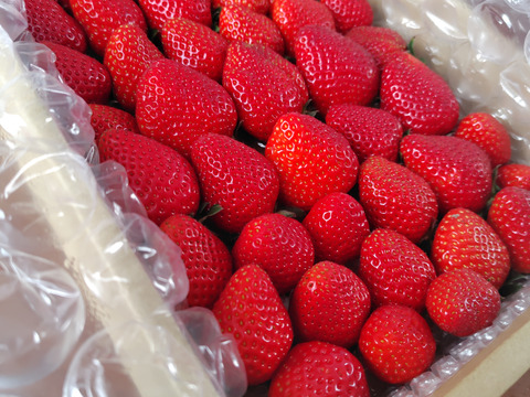 【食べ比べ】お得な大満足の2000g食べ比べセット！人気品種「紅ほっぺ」1000g+静岡限定品種「きらぴ香」1000g or 希少品種「おいCベリー」1000gのどちらかのランダムパック!