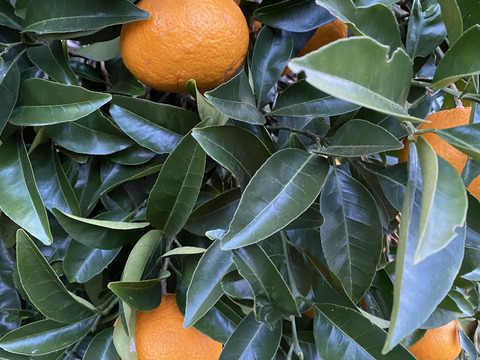 旬の柑橘　夏みかん