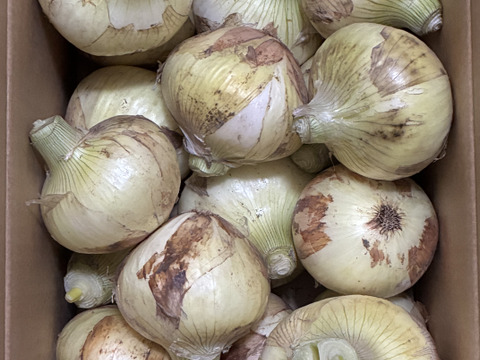 年内発送‼️淡路島　 新玉ねぎ！5ｋｇ　　みずみずしく、柔らか〜い！　　【ひょうご安心ブランド認証】特別栽培　サラダ