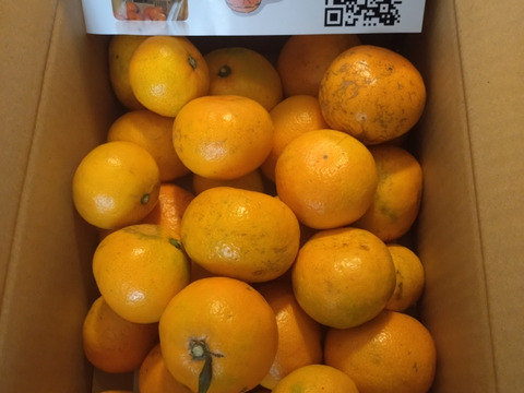 【あま～い小玉みかん増量中！ゆら早生】ゆら早生 有田みかん 3キロ箱 和歌山県 有田 みかん 2S~Lサイズ 家庭用キズあり