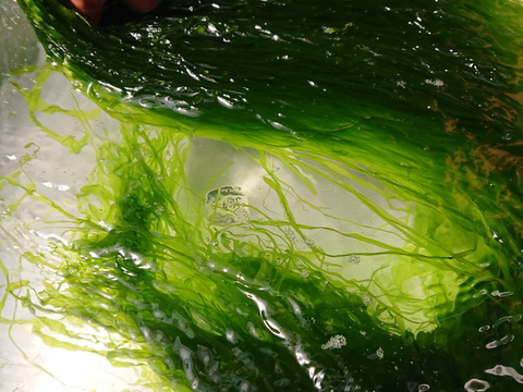 【希少！天然・天日！】伝統製法で仕上げた海藻３種セット　（メール便）