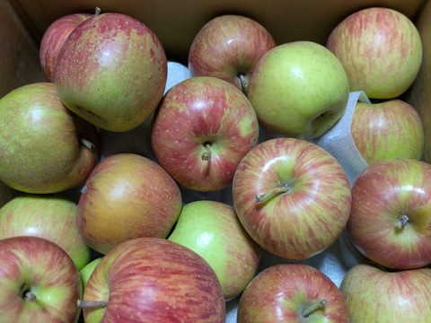 信州りんごプライスダウン🍎4キロ(ふじ小玉極小玉)