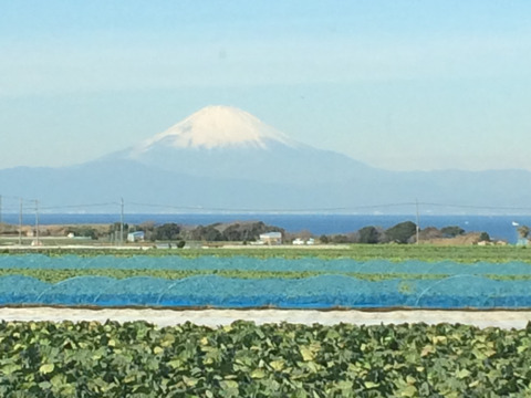 三浦小玉スイカ4から6個入
