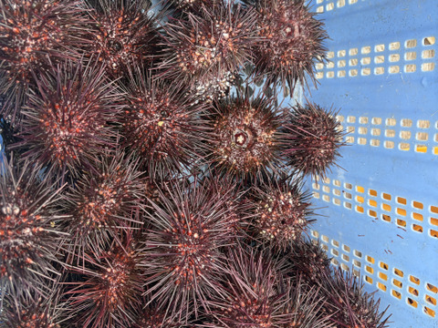 幻！？希少な赤うにを無添加そのままで80g