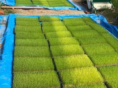 令和４年度丹波産コシヒカリ「みつばちのお米Ⅱ」10kg
栽培期間中農薬不使用