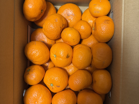 【満足サイズ】薄くない丹生系 大玉 有田みかん 5キロ箱 3L中心サイズ　家庭用