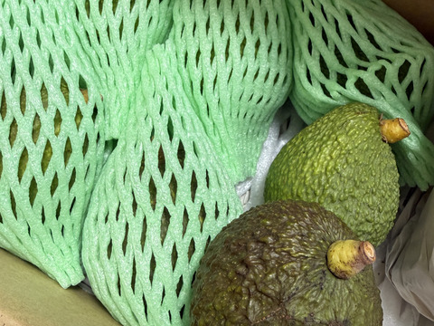 奇跡の国産「愛媛アボカド」愛媛県産約1㎏