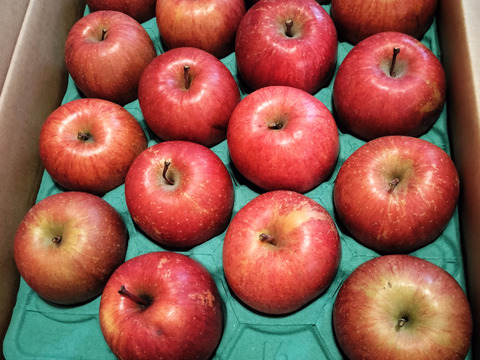 【販売中！人気商品】青森県産りんご「サンふじ」家庭用 キズ有 約5kg【美味・光センサー選果済】