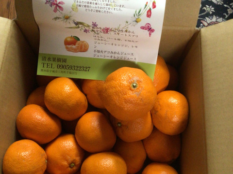 【サイズ規格外】熟成完熟温州みかん、愛情たっぷり育てすぎ、大きくなりすぎてしまいました。サイズは３Ｌ、４Ｌ　だいぶ大きいです。
8k入っています。たくさんお召し上がりいただけます。