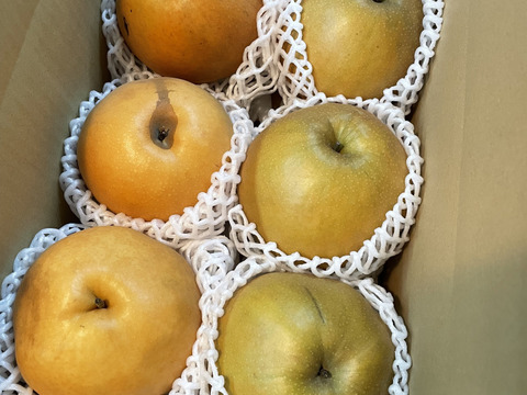 【お試し用お得箱】梨の王様「新高梨」食べ応え抜群！