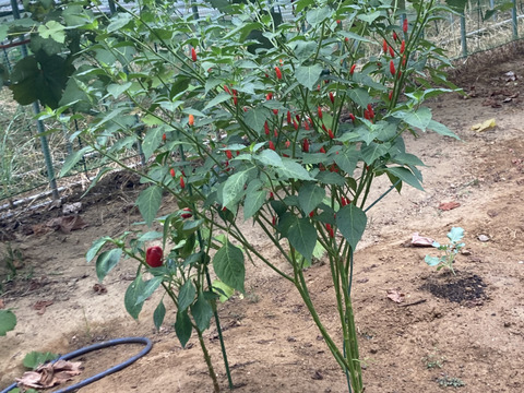 産地直送の採ったその日の唐辛子を50g