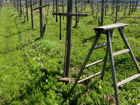 【お得な大容量】たっぷり5kg！贅沢スチューベン（秀品）