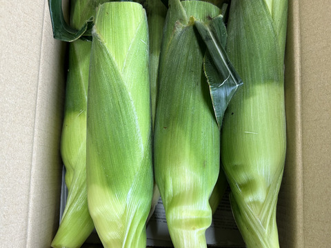 すずなり！訳ありとうもろこし(ゴールドラッシュ)6本入り